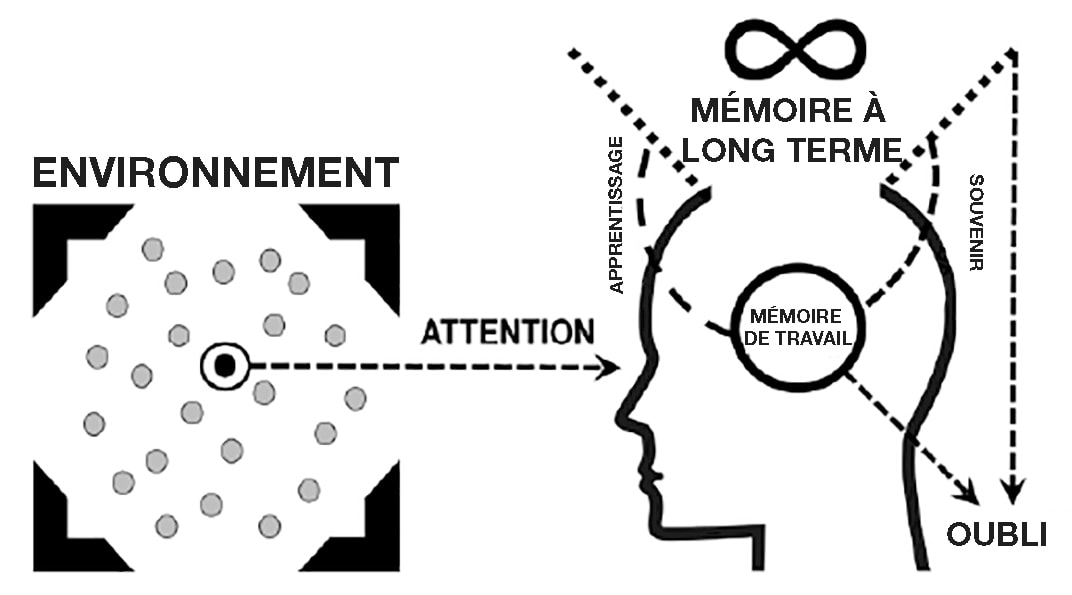 Une infographie montrant les informations de l'environnement perçues par les yeux et atteignant ensuite le cerveau. Le cerveau montre la mémoire de travail, la mémoire à long terme, l'apprentissage, la mémoire et l'oubli.